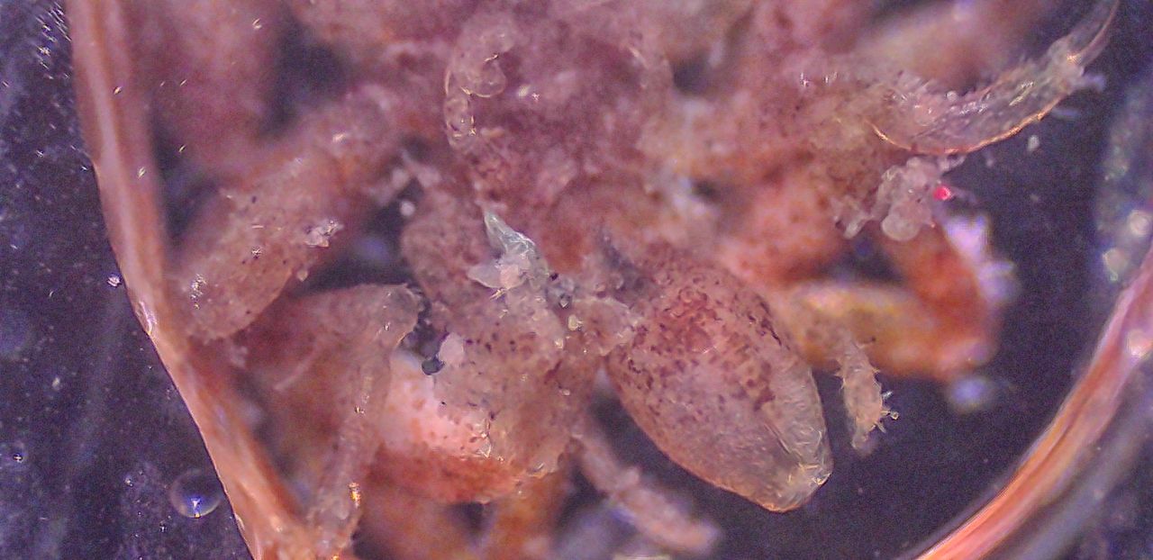 Conoscete il ragno di mare?